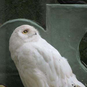 09-2023 Snowy owl, male
