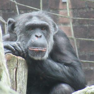 09-2023 Chimpansee