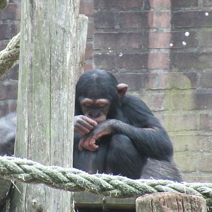 09-2023 Chimpansee, female juvenile 'Malaika' (b. 2019)