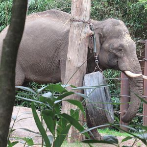 09-2023 Asian Elephant, adult male 'Maurice'