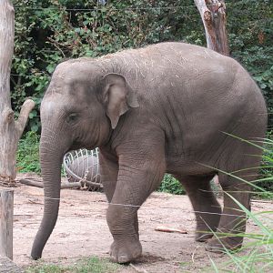 09-2023 Asian Elephant, female juvenile 'Yindi' (2020)