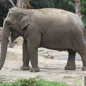 09-2023 Asian Elephant, female - matriarch 'Indra'