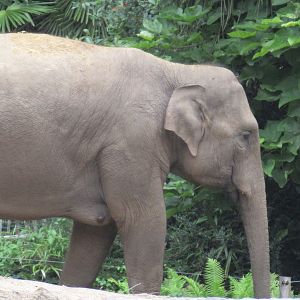 09 2023- Asian Elephant, female 'Kina'