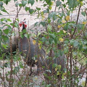 09 2023- Helmeted guineafowl