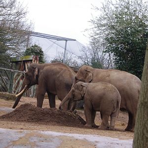 Aung Bo, Sundara and Riva- Asian Elephants- 5/4/2023