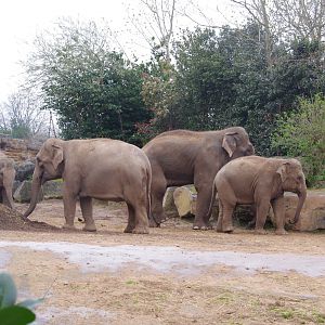 Riva, Sundara, Aung Bo and Indali- Asian Elephants- 5/4/2023
