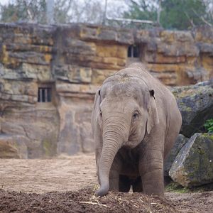 Riva- Asian Elephant calf- 5/4/2023