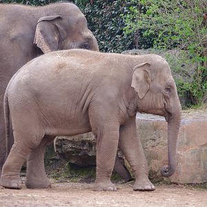 Aung Bo and Indali- Asian Elephants- 5/4/2023