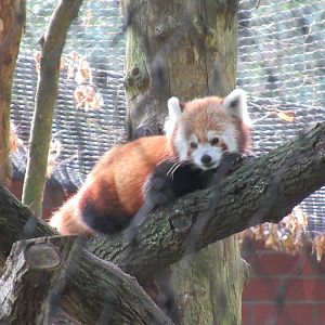 09 2023- Red panda