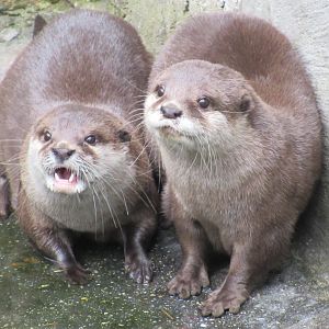 05 2023 - Asian small-clawed otters