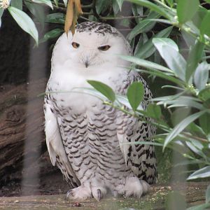 05 2023-Snowy owl, female