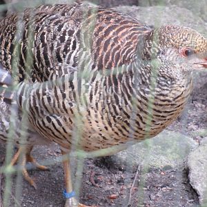 05 2023 - Golden pheasant, female