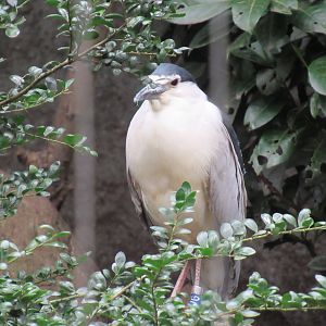 05 2023 - Black-crowned night heron