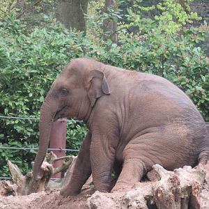 05 2023 - Asian Elephant, female juvenile 'Yindi' (b. 2020)