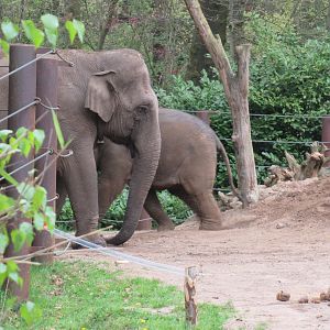 05 2023 - Asian Elephant, female - matriarch 'Indra'