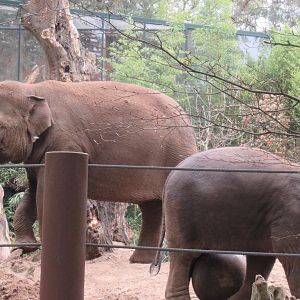 05 2023 - Asian Elephants, female 'Kina' and juvenile 'Yindi' (b. 2020)
