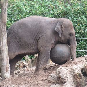 05 2023 - Asian Elephant, female juvenile 'Yindi' (b. 2020)