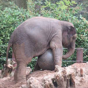 05 2023 - Asian Elephant, female juvenile 'Yindi' (b. 2020)