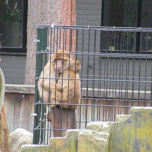 05 2023 - Barbary macaques, female and juvenile