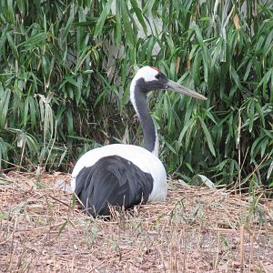 05 2023 - Red-crowned crane