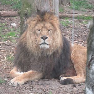 05 2023 - African Lion, male