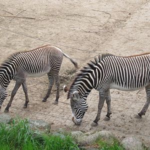 05 2023 - Grévy Zebras - adult female (?) + juvenile female 'Zuri' (b. 2022)