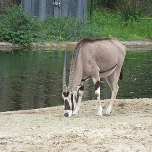 05 2023 - East African oryx