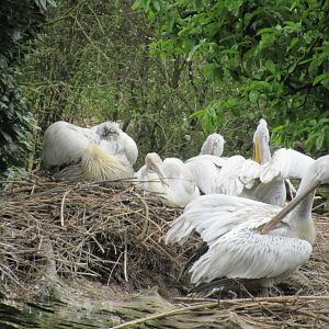 05 2023 - Dalmatian Pelican, including juvenile (b. 2023)