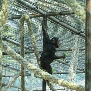 05 2023 - Chimpansee, juvenile 'Malaika' (b. 2019)