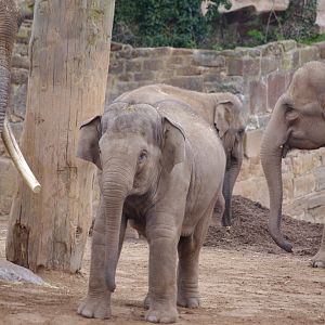Aung Bo, Riva, Indali (behind), Sundara- Asian Elephants- 5/4/2023