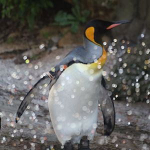King Penguin making sure he gets the sprinkler treatment