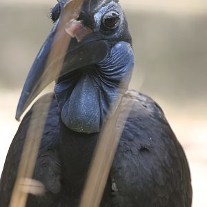 Northern Ground Hornbill