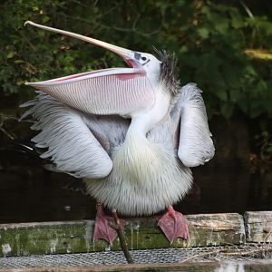 Pelican Displaying