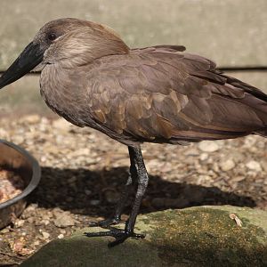 Hamerkop