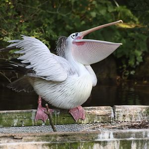 Impressive Pelican