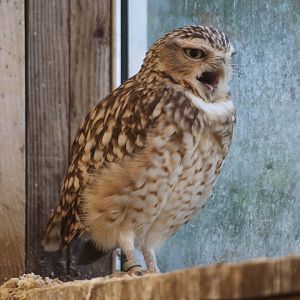 Burrowing Owl