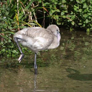 Baby Greater Flamingo