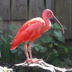 Scarlet Ibis