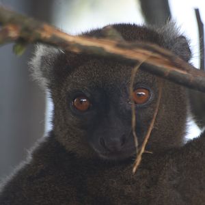 Bamboo Lemur Close Up