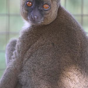 Bamboo Lemur