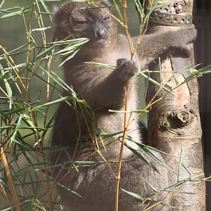 Bamboo Lemur (Does exactly what it says on the tin)