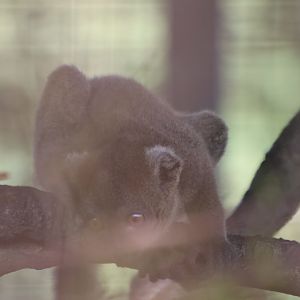 Baby Bamboo Lemur