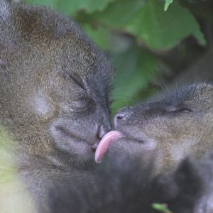 Affectionate Bamboo Lemurs