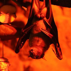 Straw Coloured Fruit Bat
