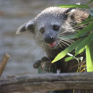 Binturong Kit
