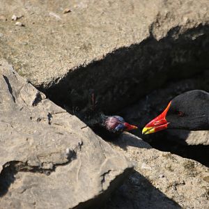 Moorhen and Chick