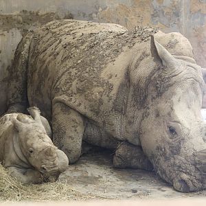 Rhino calf and mother