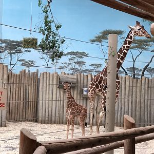 Giraffe calf Kinda with mom Arnieta