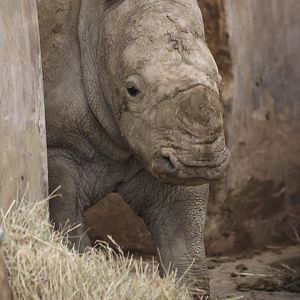 Rhino Calf