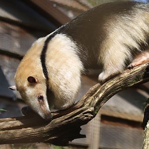 Tamandua exploring outside